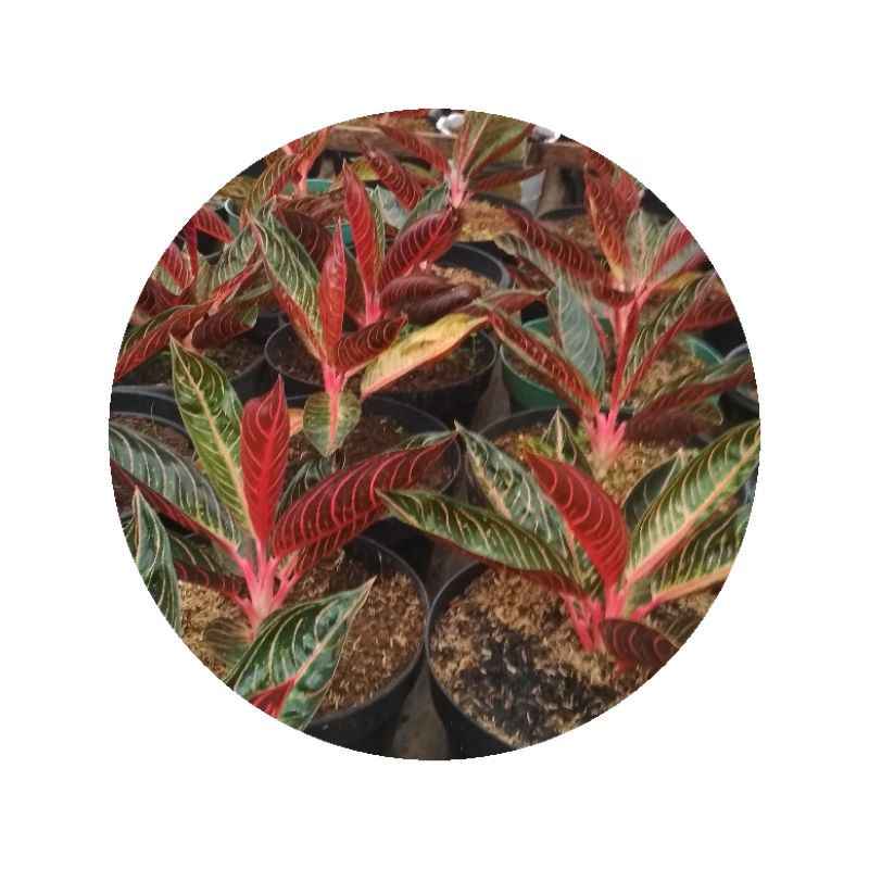 Aglonema red sumatra