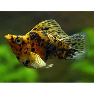  Ikan  platy golden marble balon  Shopee Indonesia