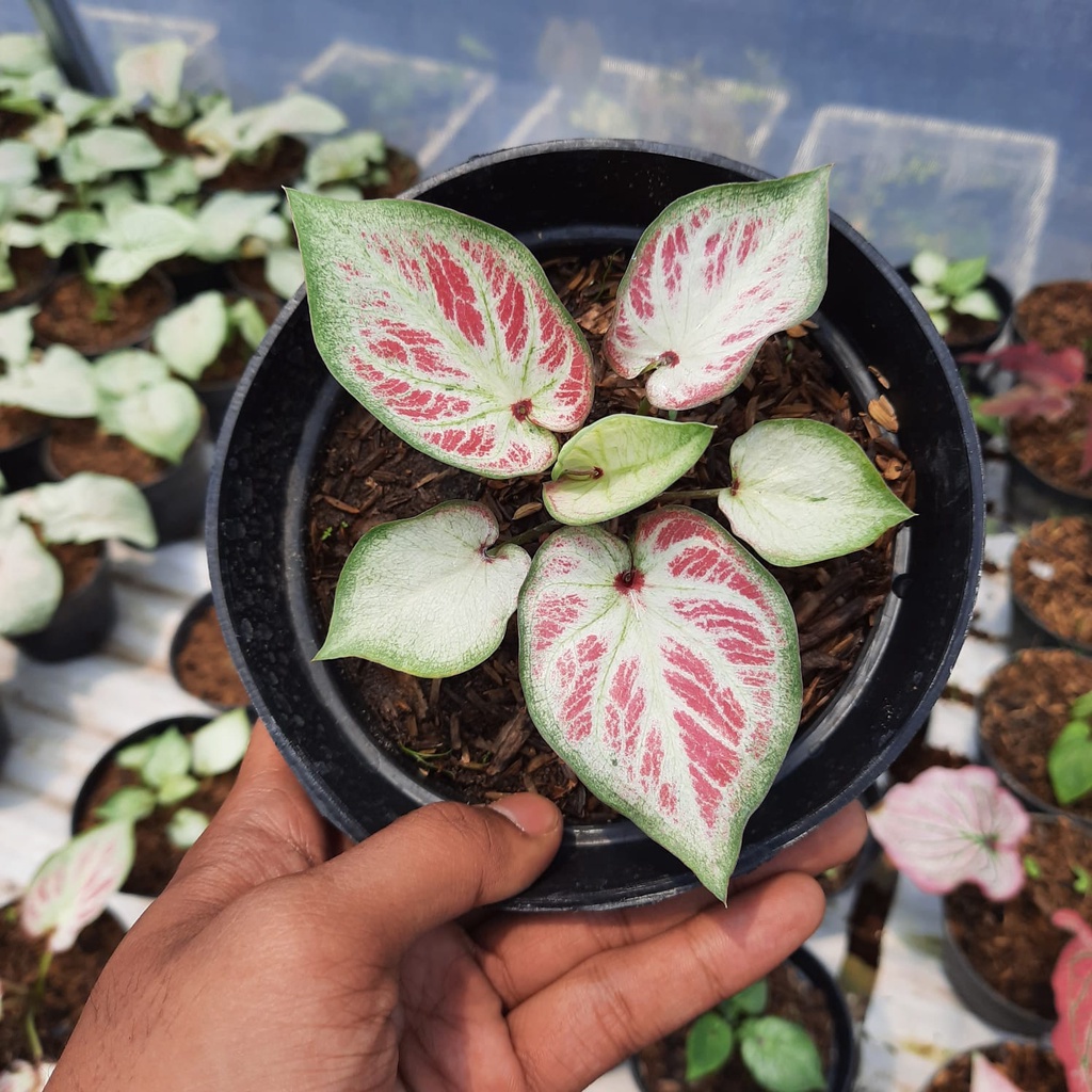 Keladi White Bone Tanaman Hias Hidup Bibit Bunga Caladium White Bone Murah Bukan Bonggol