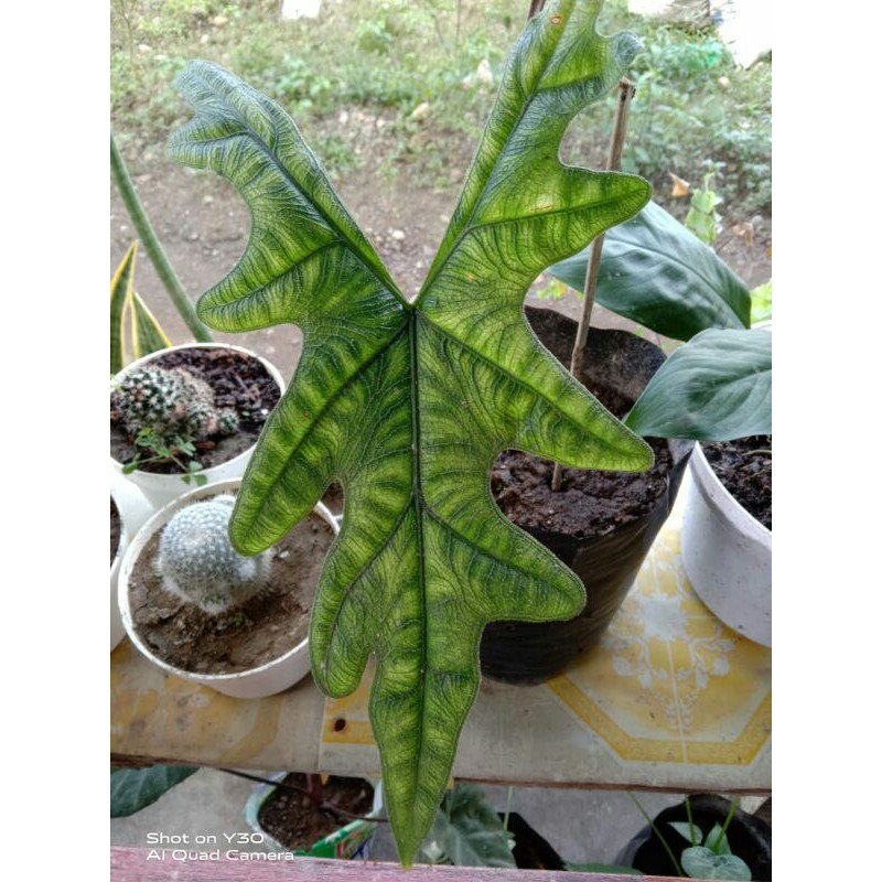 alocasia jacklyn dewasa 2 daun.. rawatan.. 100% foto kamera hp... harga sudah termasuk biaya karanti