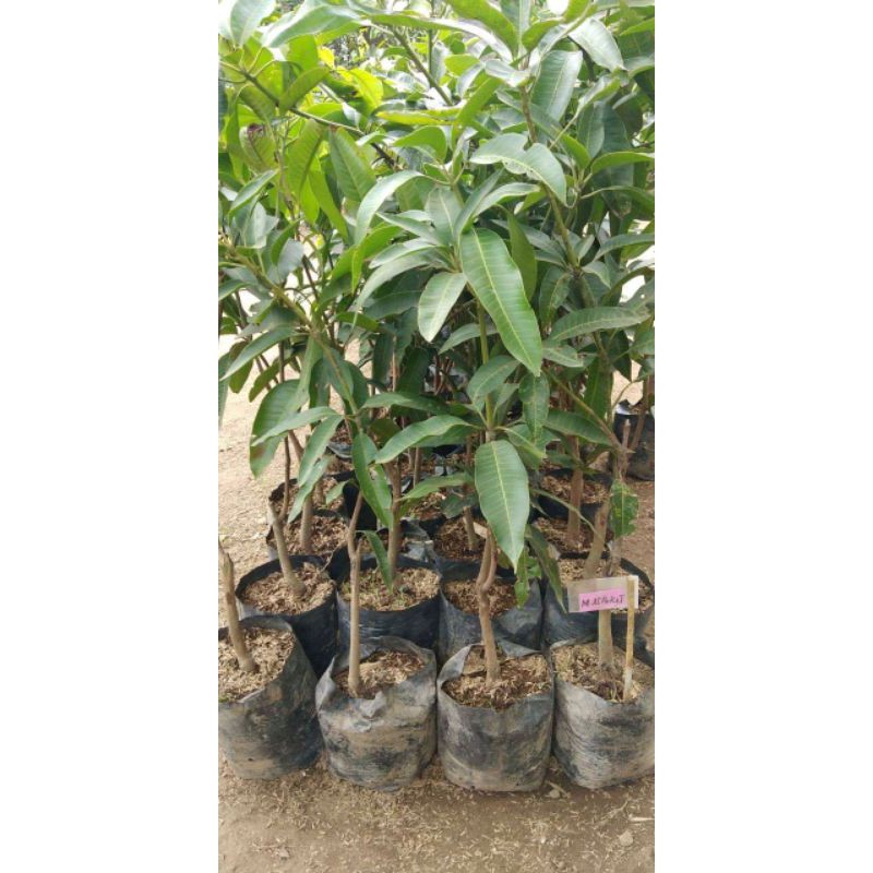 BIBIT BUAH MANGGA ALPUKAT OKULASI