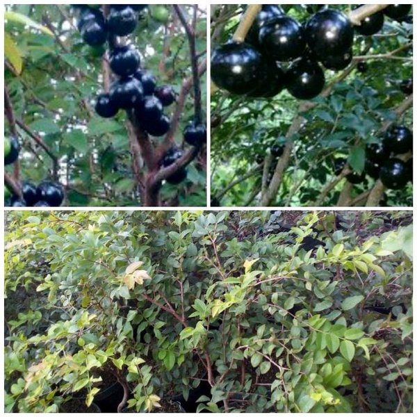 

Anggur Brazil Sabara