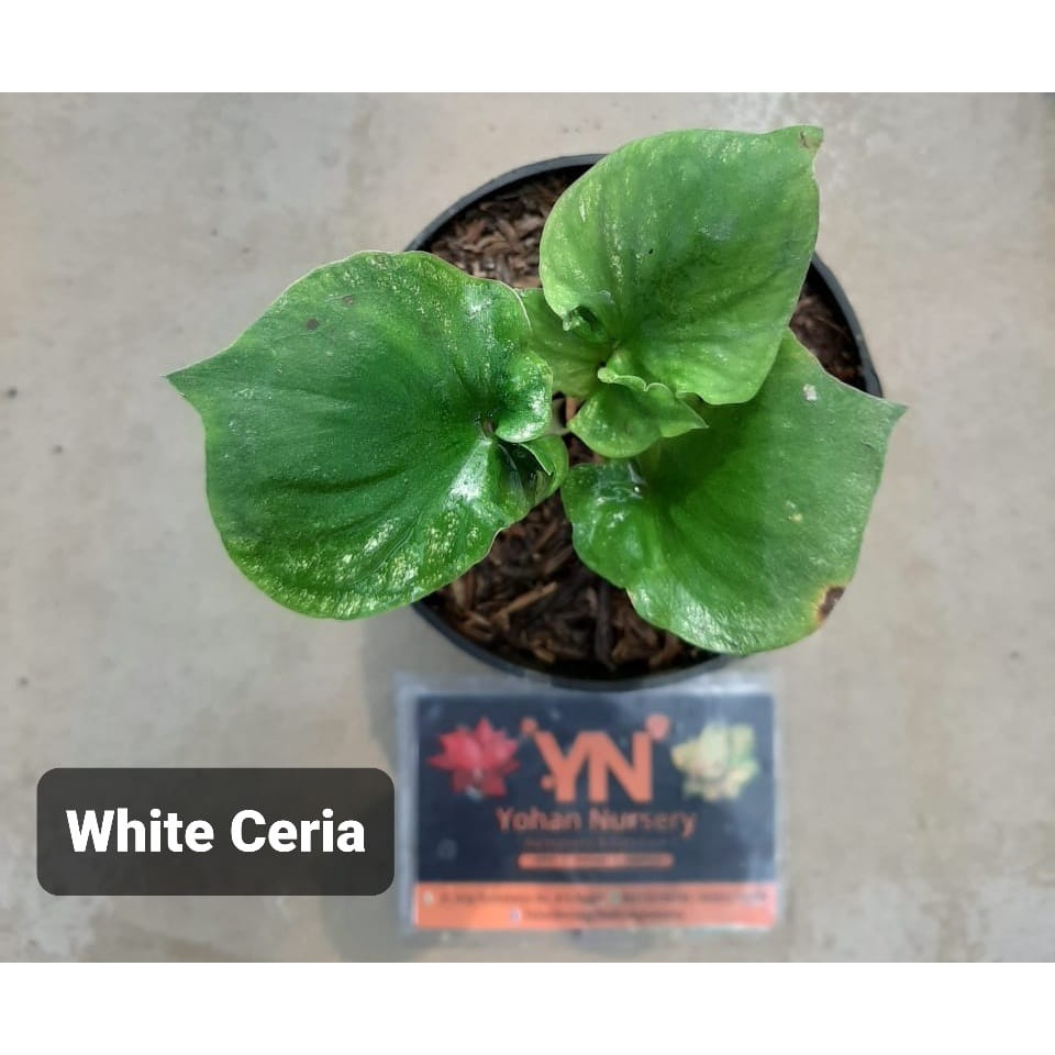 Caladium White Ceria