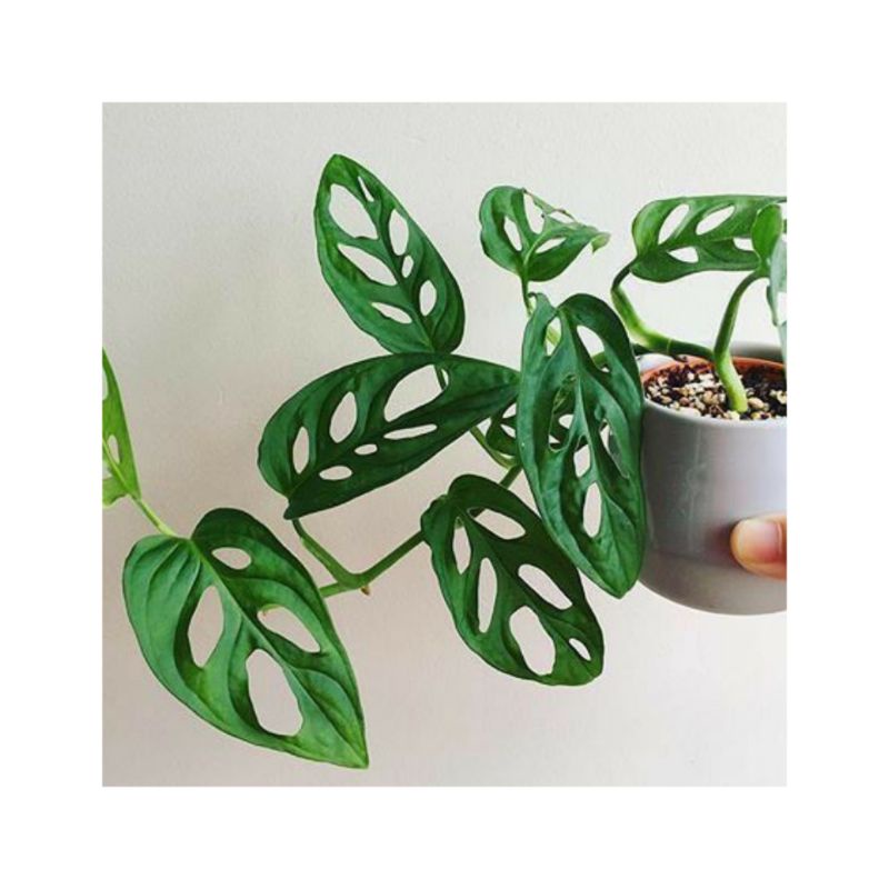 PHOILODENDRON SWISS/JANDA BOLONG/BUNGA JANDA BOLONG/BUNGA/TANAMAN BUNGA BENIH BUNGA