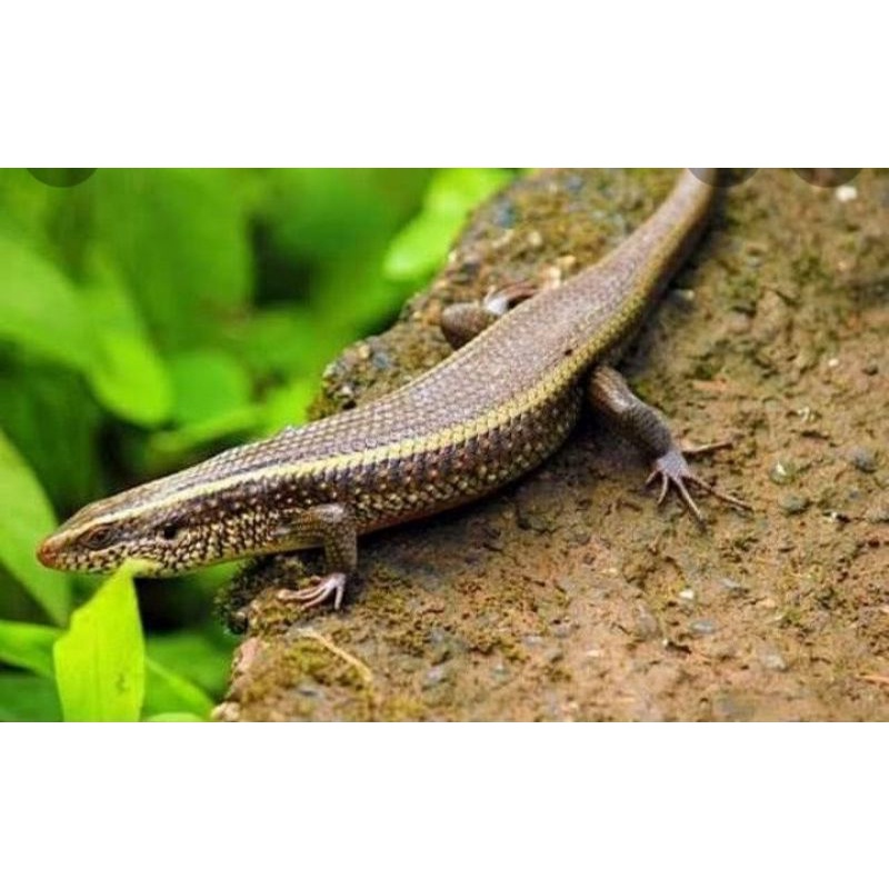 Kadal sawah/kebun minim 6 ekor