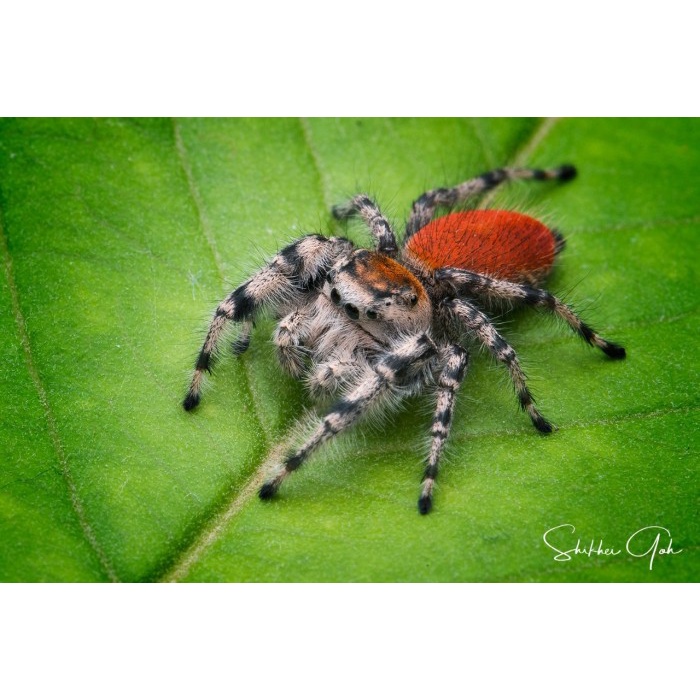 Phidippus Adumbratus (jumping spider)