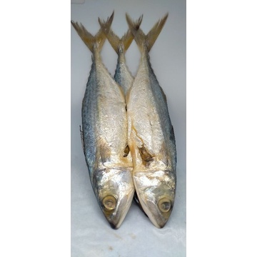 

ikan peda