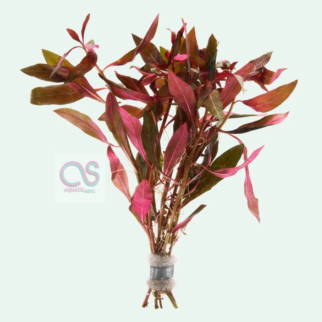 Ludwigia Glandulosa tanaman  aquascape  Shopee Indonesia