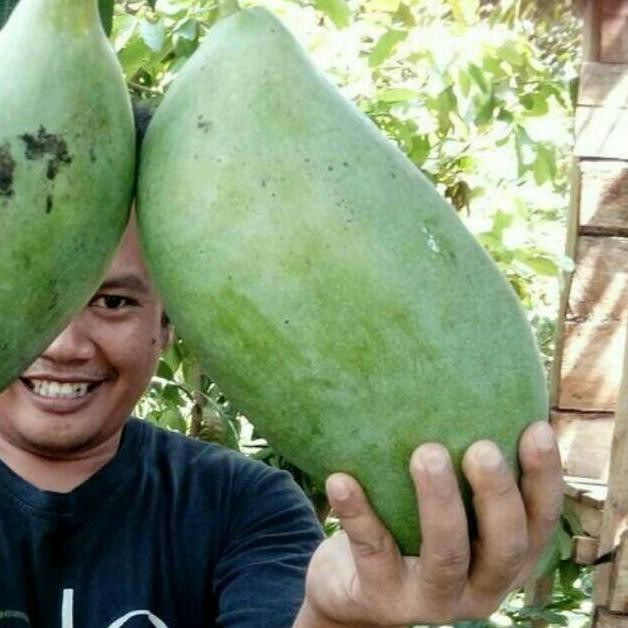 Kd Bibit Tanaman Buah Mangga Mahatir