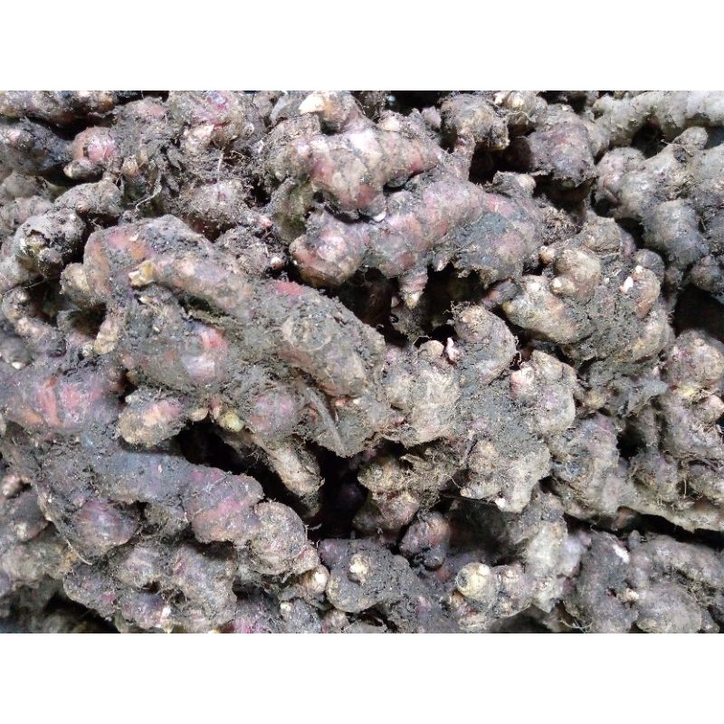 Jahe Merah Medan 10 kg /Jahe Merah Segar