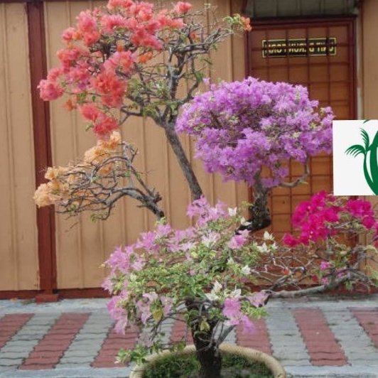 PROMOTANAMAN HIAS BUGENVIL BUNGA KERTAS//5 WARNA LANGKA/tanaman hidup/bunga hidup/bunga hidup yg lag