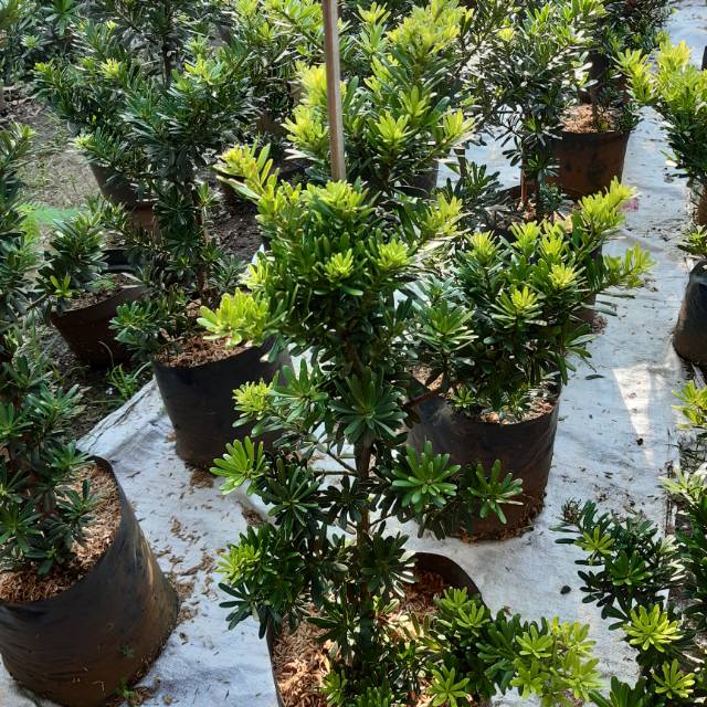 Bahan bonsai lohansung cincuan tinggi 80-100cm am taman