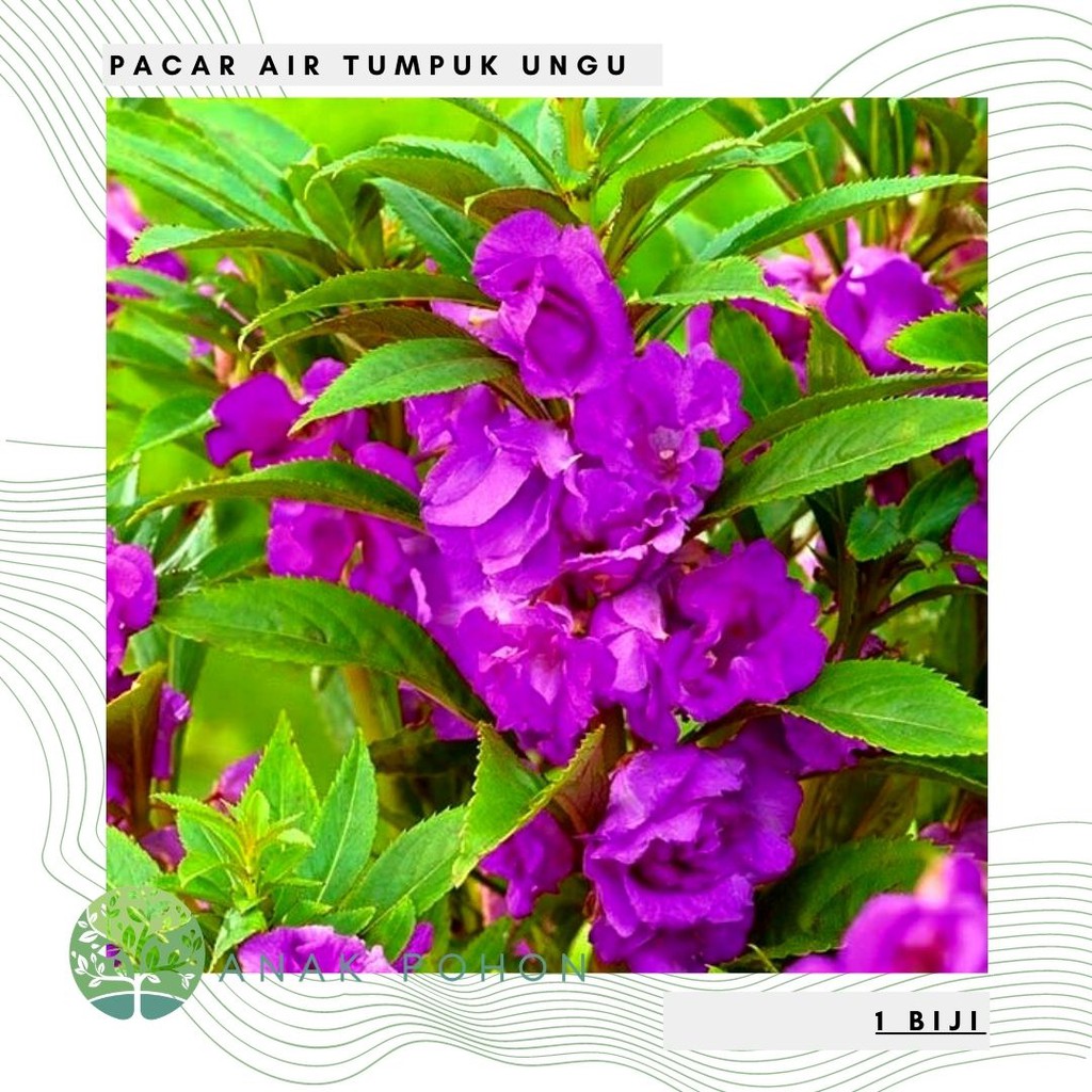 Benih Bibit Biji - Bunga Pacar Air Tumpuk UNGU / Purple Rose Balsam Impatiens Balsamina Seeds
