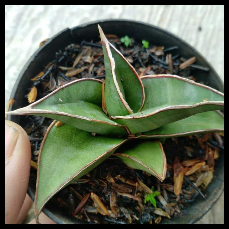 Tanaman Sansivera Pinguiculata Short
