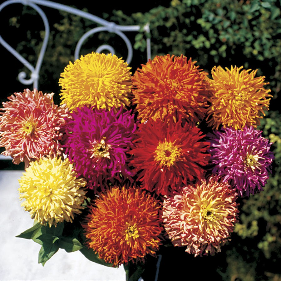 Benih-Bibit Zinnia Cactus Folowered Mix (Haira Seed)