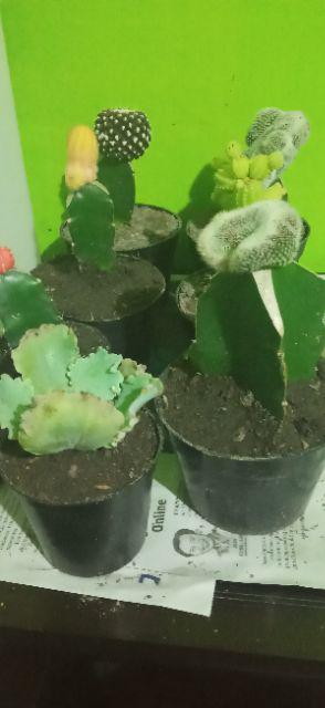 Paket Hemat 3 Pcs Plus Pot