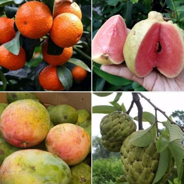 4 paket bibit jeruk Santang madu, jambu sukun merah tanpa biji, srikaya jumbo, mangga madu terlaris