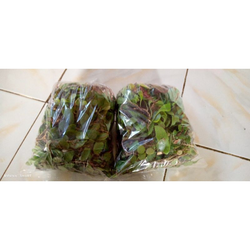 

daun sisik naga murah 500gram