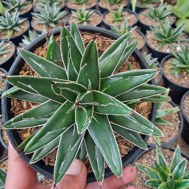 Tanaman Agave Victoria