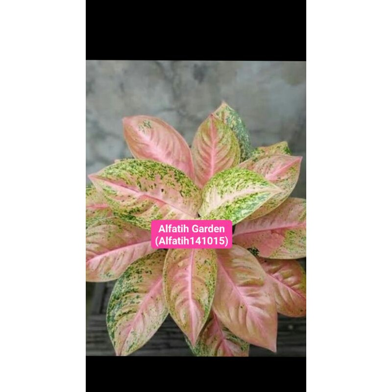 PROMO//Tanaman hias aglonema big roy mutasi-Aglonema big roy mutasi-PROMO aglonema-Big roy aglo