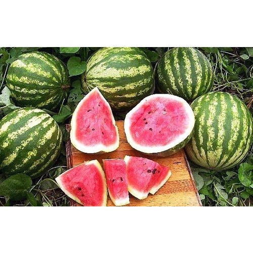 Benih Bibit Biji - Watermelon Cal Sweet Semangka Bulat Merah Seeds - IMPORT