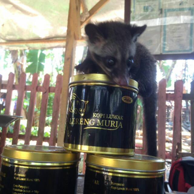 

Kopi Luwak