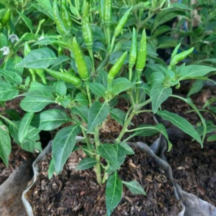 Pohon Cabe Rawit / Setan - Tanaman Cabe Rawit Pedas