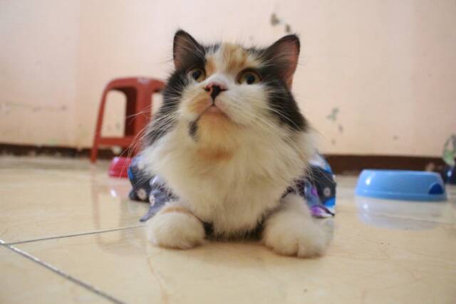 Dress hanbok kupu-kupu dark silver untuk kucing dan anjing / baju kucing murah size S M L XL