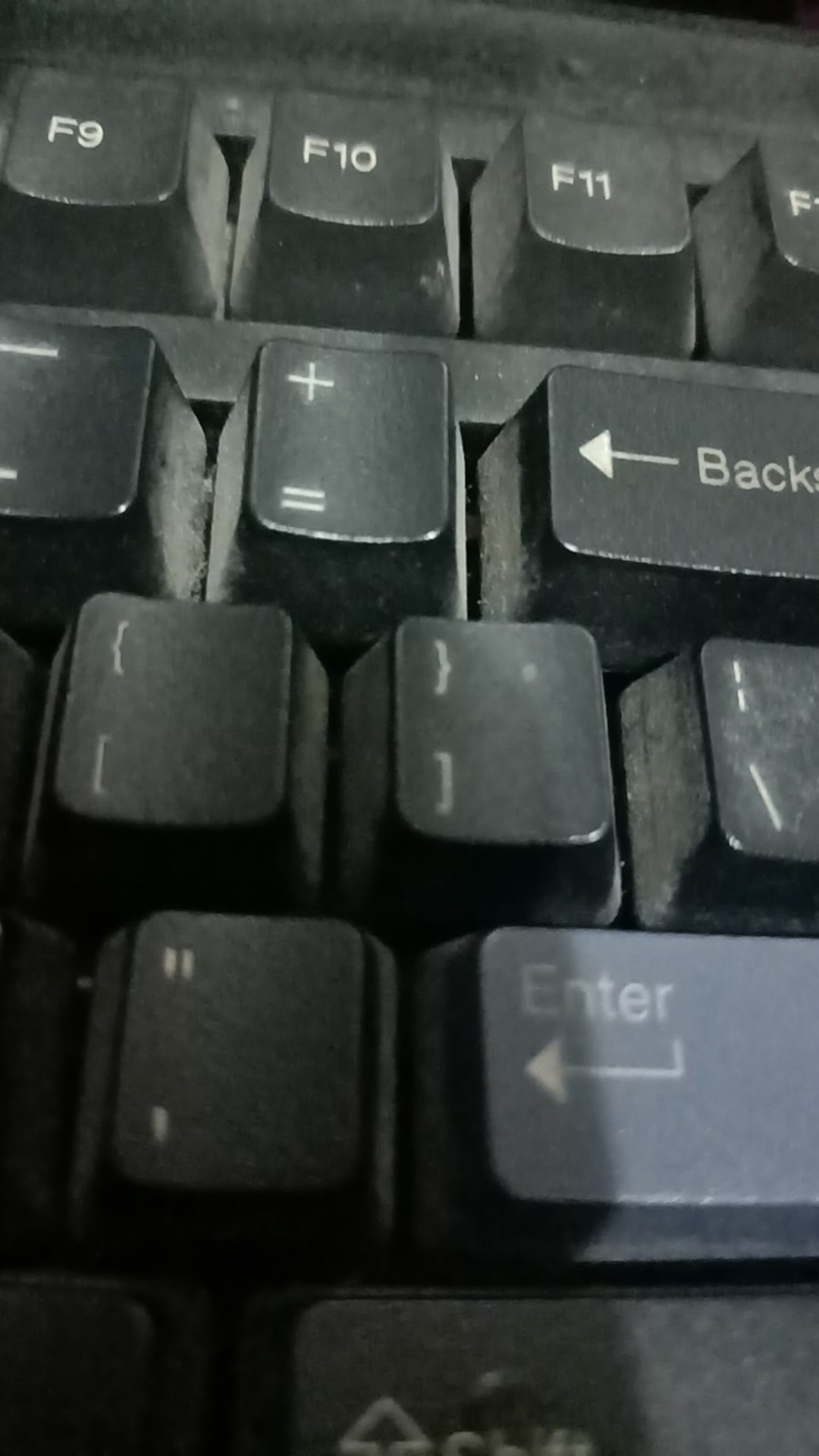 Bambu Hoki / Lucky Bamboo / Bambu Rejeki / Bambu Cina/ Bambu Mini