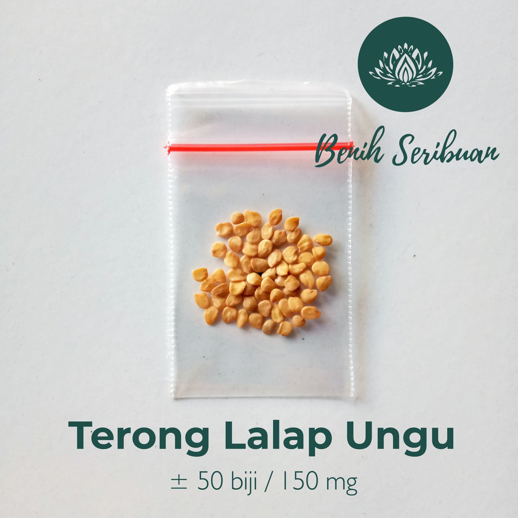 50 Bibit Terong Lalap Ungu Bulat Sriti Benih Sayuran Unggul Berkualitas - Tanaman Sayur Seribuan