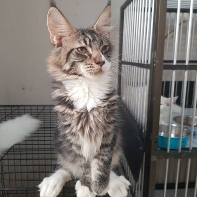 Figure mainecoon ganteng pedigree cfa brown tabby