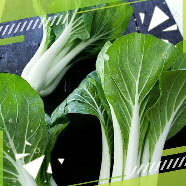 Gudange Benih Sawi PAK CHOY WHITE Organik (Pak Choy putih)