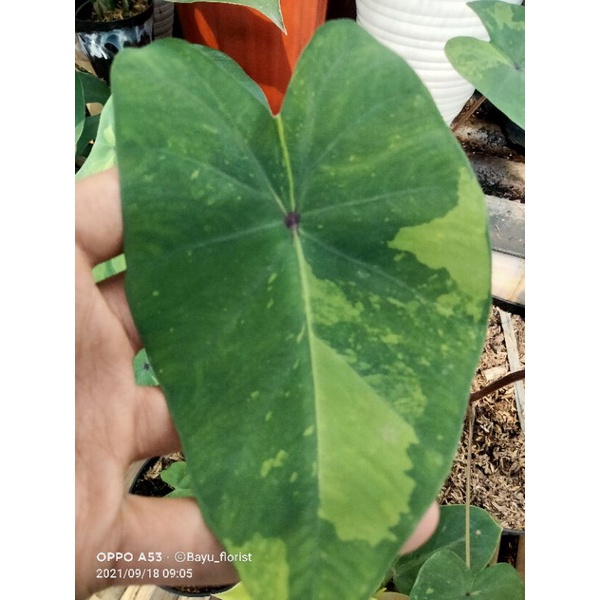colocasia varigata kuning/leamjecko