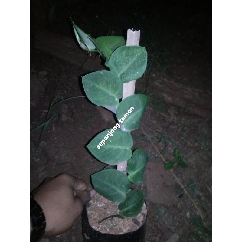 Tanaman hias rambat dolar besar - dolar besar rambat