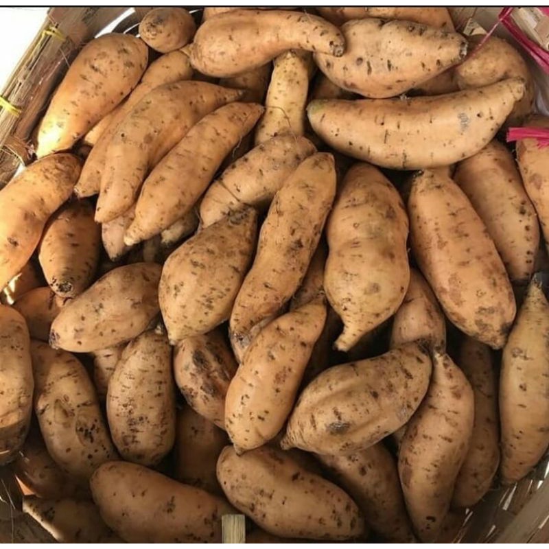 

Ubi Cilembu