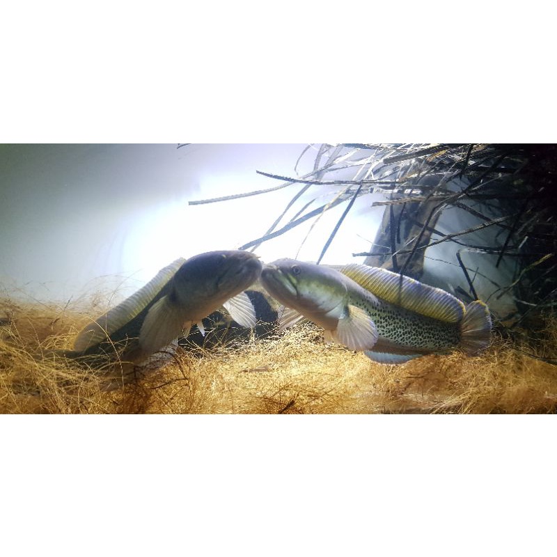 ChanaStewarti Jumbo Pair Proven(1×) bukan tipu-tipu.