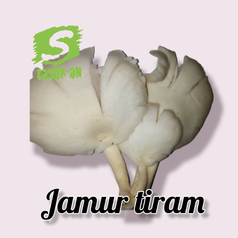 

jamur tiram