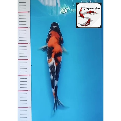 Koi Showa Lokal Blitar 28 CM
