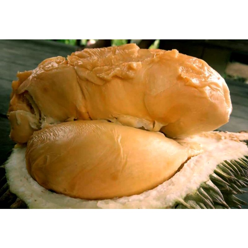 Bibit Durian super tembaga bangka