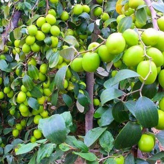 Bibit Buah Bidara India / Apel Futsa / Apel India, Kondisi Berbunga Imp0R