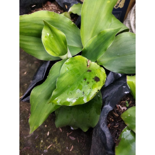 kencur bibit tanaman kencur