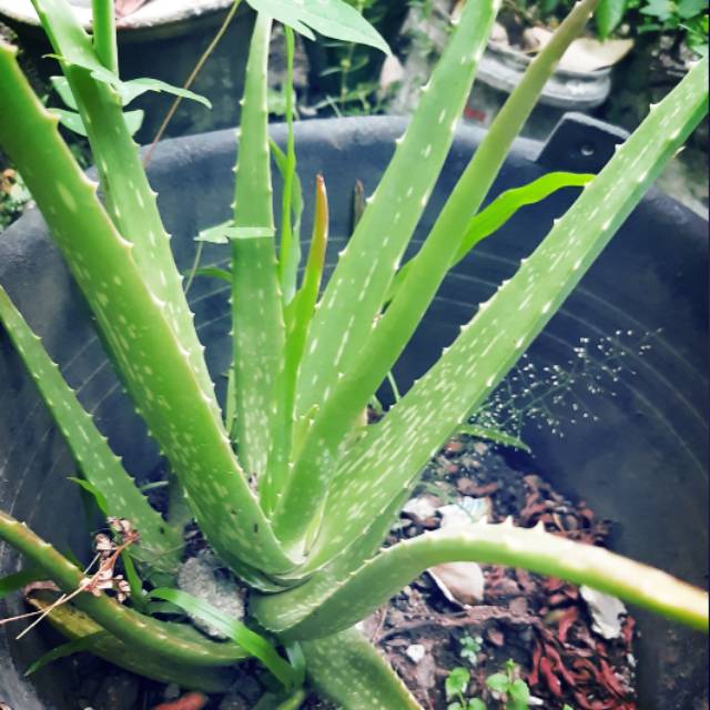 Jual Bibit Lidah Buaya Aloevera Shopee Indonesia