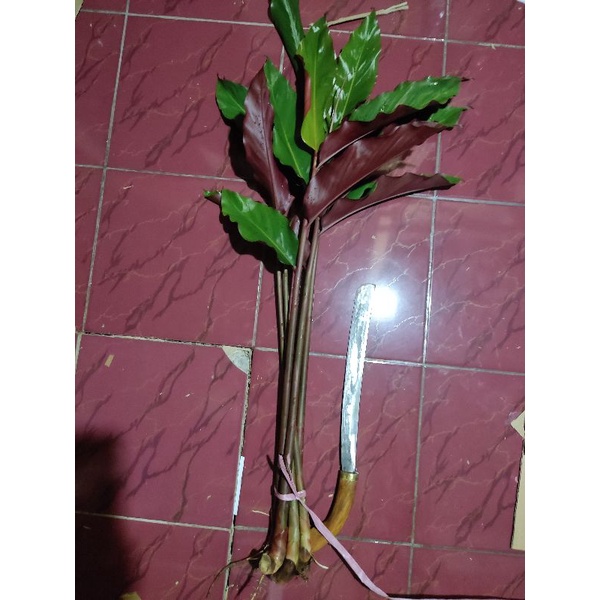 Kecombrang Merah Bibit Kecombrang Merah 1 meter