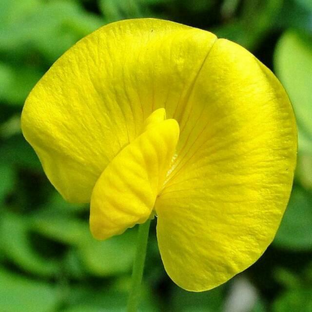 

Tanaman kacang hiaspinto peanut