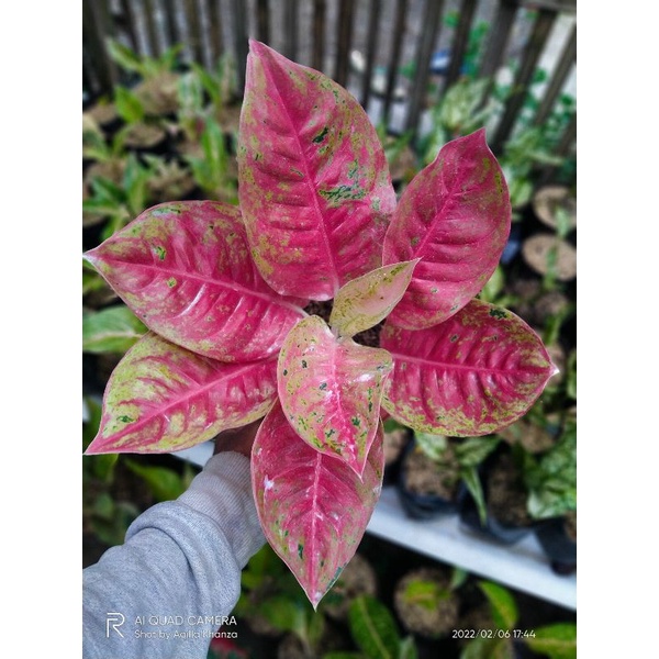 Aglonema Mahasety Super Menor + pot yogap