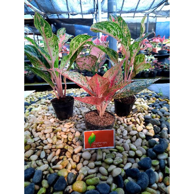 [✅COD] AGLONEMA PAKET - 4 POHON / BUNGA AGLONEMA / TANAMAN HIAS AGLONEMA