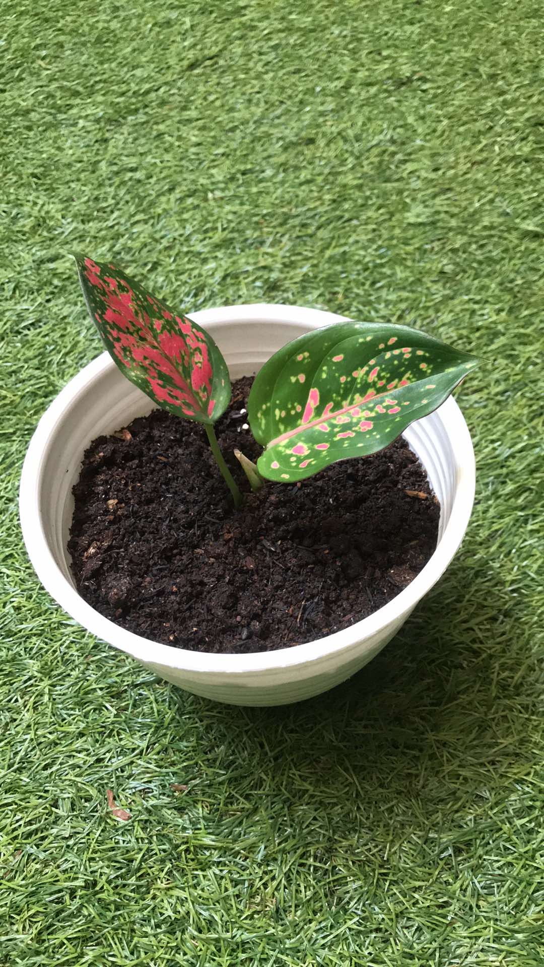 Tanaman Hias Aglonema Dut Anjamani+pot Tawon 20cm