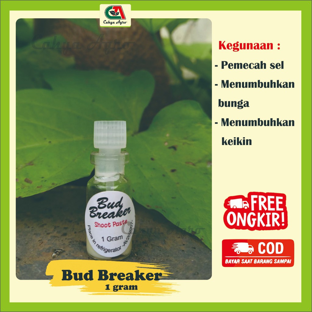 Bud Breaker Penumbuh Keiki dan Bunga Anggrek