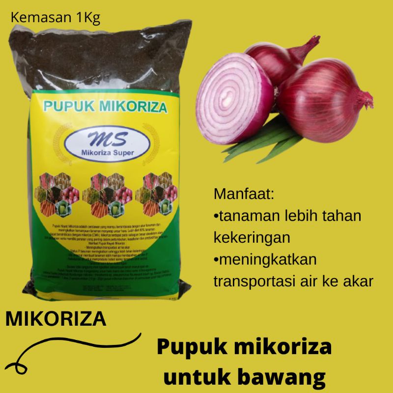 Pupuk Bawang Merah Yang Bagus MIKORIZA Pupuk Cantik Untuk Bawang Merah