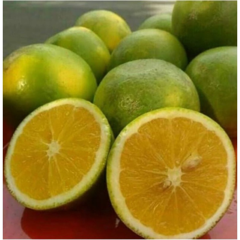 

Buah jeruk baby malang super premium 1kg